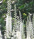 Black Cohosh Cimicifuga racemosa